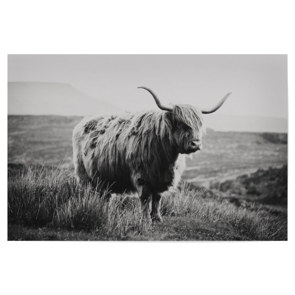 Poster "Schottlandrind sw" artboxONE - Natur,Reise,Tiere,Schwarzweiß