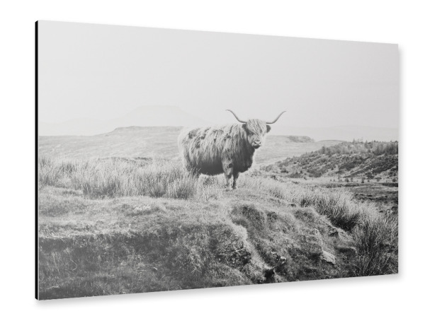 Alu-Dibond "Schottisches Rind sw" 30x20 cm artboxONE
