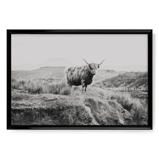 Schottisches Rind sw