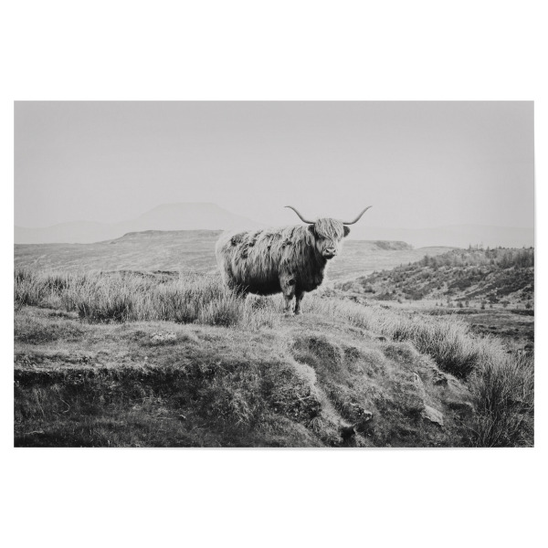 Poster 30x20 cm "Schottisches Rind sw" artboxONE - Natur,Tiere,Schwarzweiß