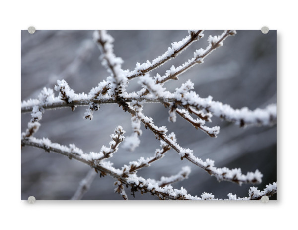 Acrylglasbild "Weiße Winter Raureif Zweige" artboxONE - Natur,Floral,Schwarzweiß