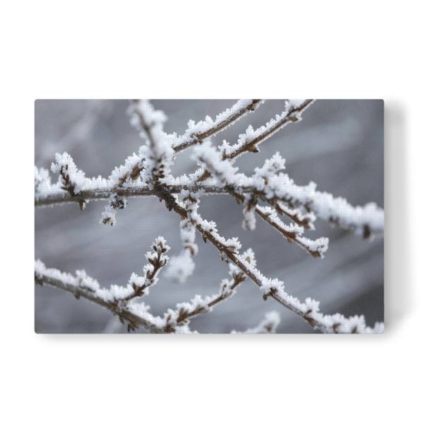 Leinwandbild "Weiße Winter Raureif Zweige" artboxONE - Natur,Floral,Schwarzweiß