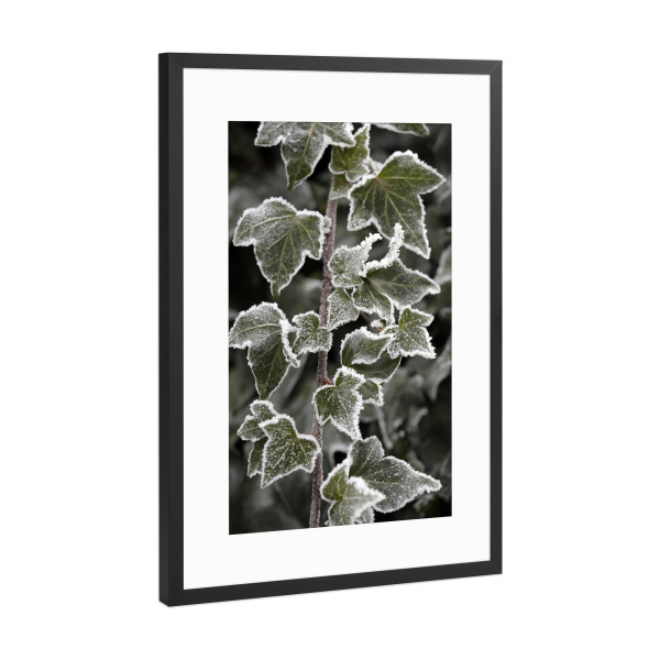 Poster mit Rahmen Schwarz (Metallic) "Efeu mit Eisblumen im Winter" artboxONE - Natur,Floral
