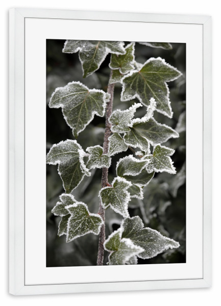 Poster mit Rahmen weiß "Efeu mit Eisblumen im Winter" artboxONE - Natur,Floral