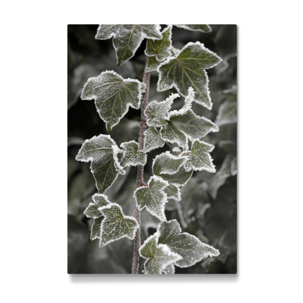 Galerie-Print "Efeu mit Eisblumen im Winter" 30x20 cm artboxONE