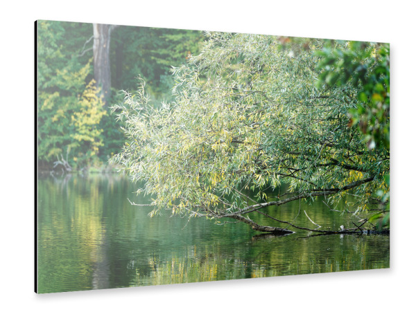 Alu-Dibond "Grüntöne" 30x20 cm artboxONE