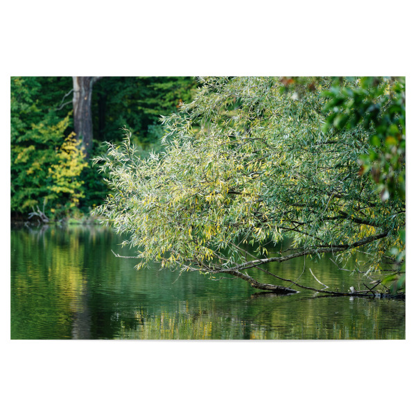 Poster "Grüntöne" artboxONE - Natur