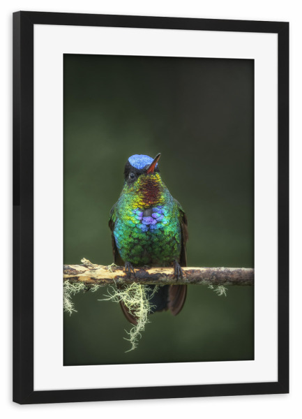Poster mit Rahmen schwarz "Das Kolibriportrait" artboxONE - Natur,Tiere