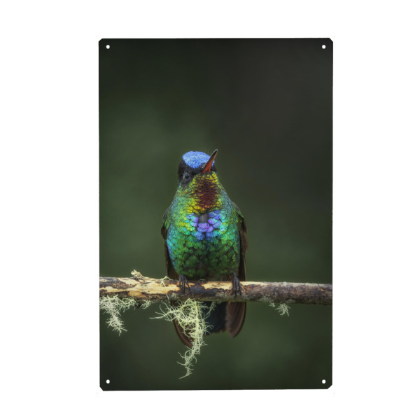 Holzbild "Das Kolibriportrait" artboxONE - Natur,Tiere - Kolibri,Bunt,Farbenfroh,Costa rica,Regenwald,Urwald,Tropen,Tropisch,Vogel,Portrait