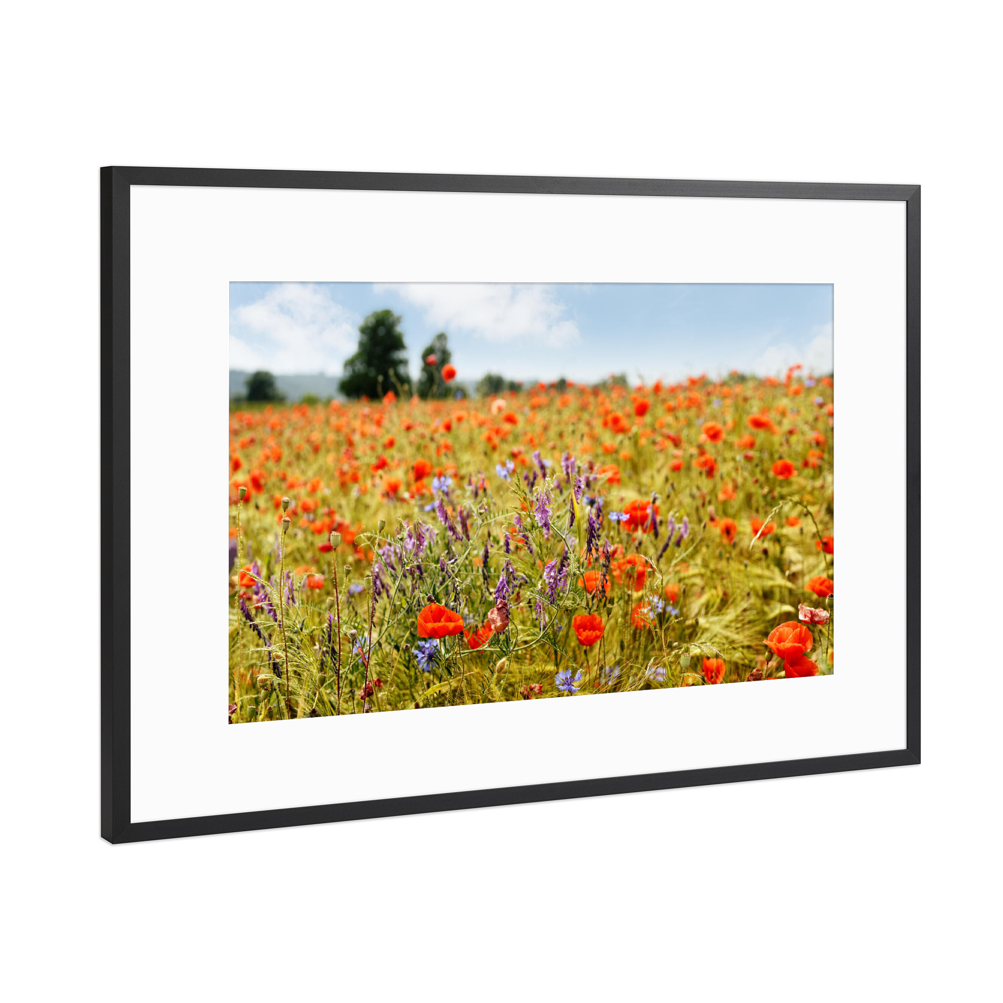 Poster mit Rahmen Schwarz (Metallic) "Sommerblüten" artboxONE - Natur
