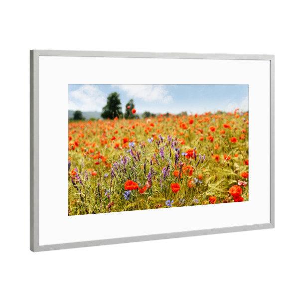 Poster mit Rahmen Silber "Sommerblüten" artboxONE - Natur