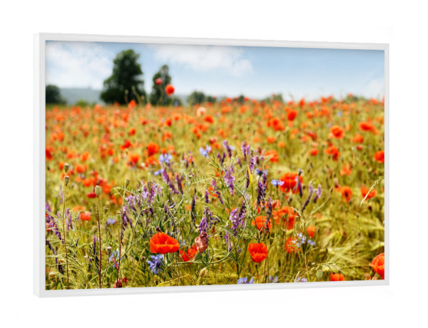 Poster mit weißem Rahmen "Sommerblüten" artboxONE - Natur