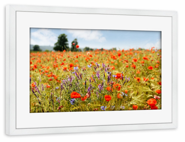 Poster mit Rahmen weiß "Sommerblüten" artboxONE - Natur