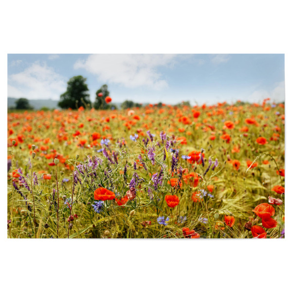 Poster "Sommerblüten" artboxONE - Natur