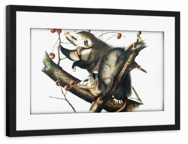 Poster mit Rahmen schwarz "Virginian Opossum" artboxONE - Natur,Für Kinder,Tiere,Für Mama,Für Papa