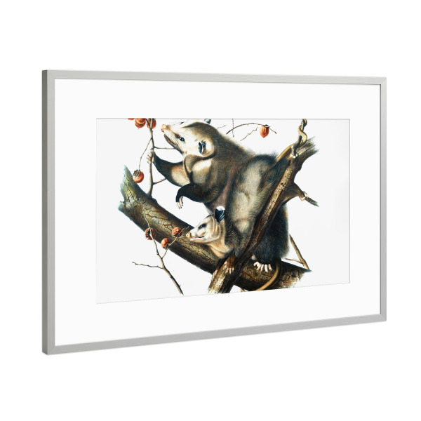 Poster mit Rahmen Silber "Virginian Opossum" artboxONE - Natur,Für Kinder,Tiere,Für Mama,Für Papa