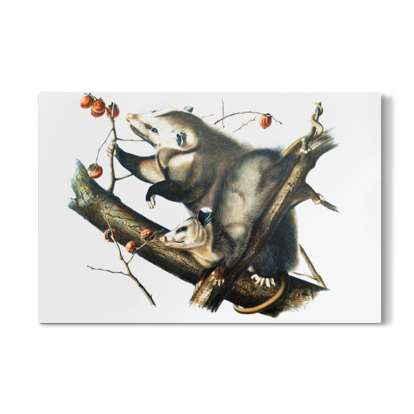 Galerie-Print "Virginian Opossum" 30x20 cm artboxONE