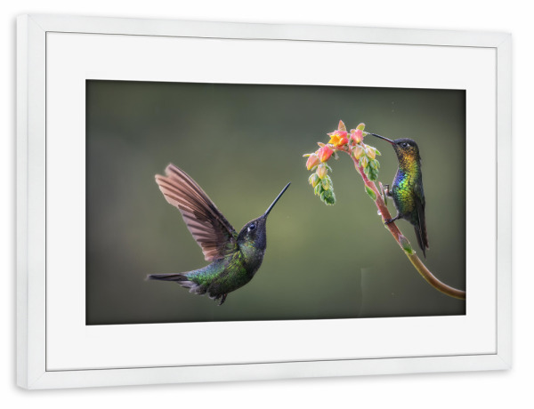 Poster mit Rahmen weiß "Nektarsuche" artboxONE - Natur,Tiere - Kolibri,Blüte,Blume,Pflanze,Tropen,Regenwald,Urwald,Costa rica,Natur,Vögel