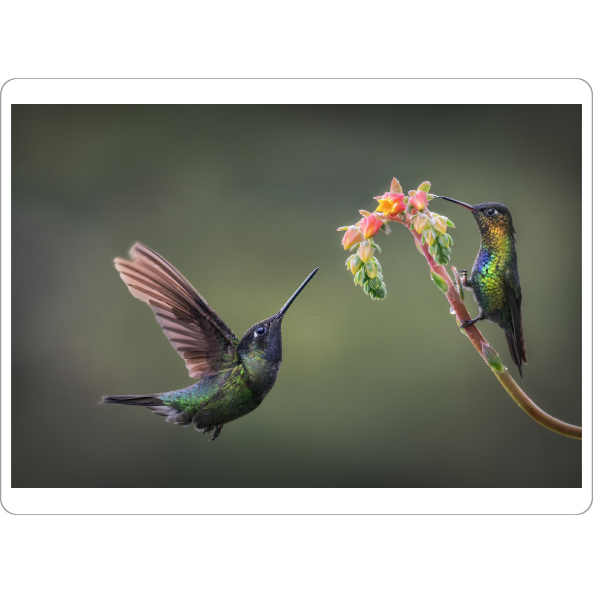 Tischset "Nektarsuche" artboxONE - Natur,Tiere - Kolibri,Blüte,Blume,Pflanze,Tropen,Regenwald,Urwald,Costa rica,Natur,Vögel - Bild kolibri