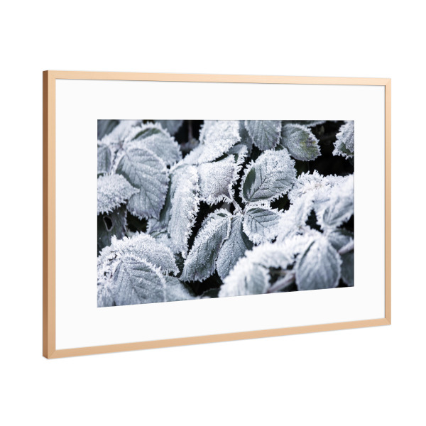 Poster mit Rahmen Kupfer "Weiße Winter Botanik" artboxONE - Natur,Floral,Schwarzweiß