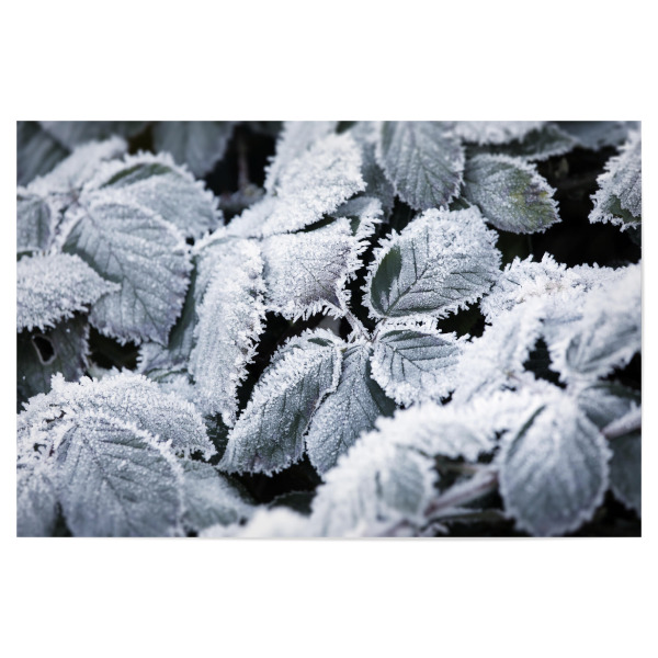 Poster "Weiße Winter Botanik" artboxONE - Natur,Floral,Schwarzweiß