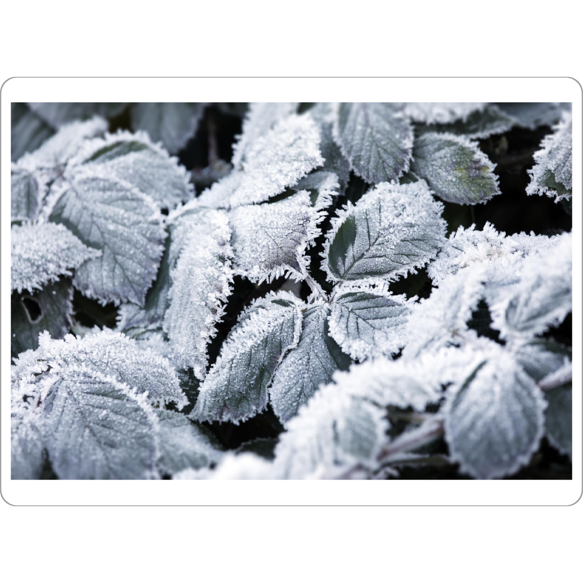 Tischset "Weiße Winter Botanik" artboxONE - Natur,Floral,Schwarzweiß