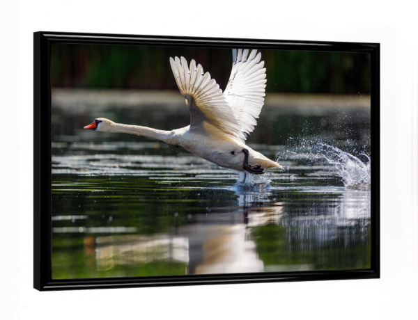 Poster mit schwarzem Rahmen "Weißer Schwan beim Start" artboxONE - Natur,Tiere