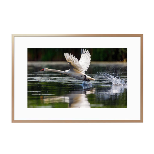 Weißer Schwan beim Start