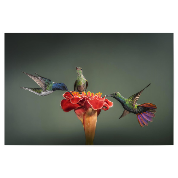 Poster "Die Wunderblüte" artboxONE - Natur,Tiere - Kolibri,Blume,Urwald,Pflanze,Dschungel,Regenwald,Costa rica,Bunt,Vogel,Tropen