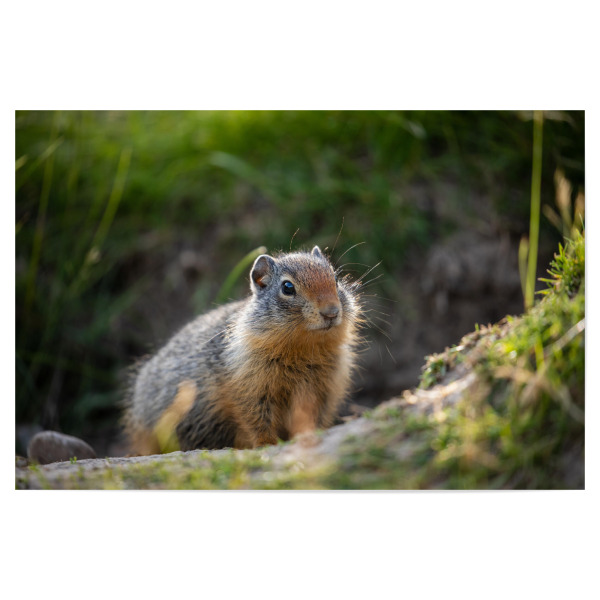 Poster "Arktisches Erdhörnchen in Kanada" artboxONE - Natur,Tiere