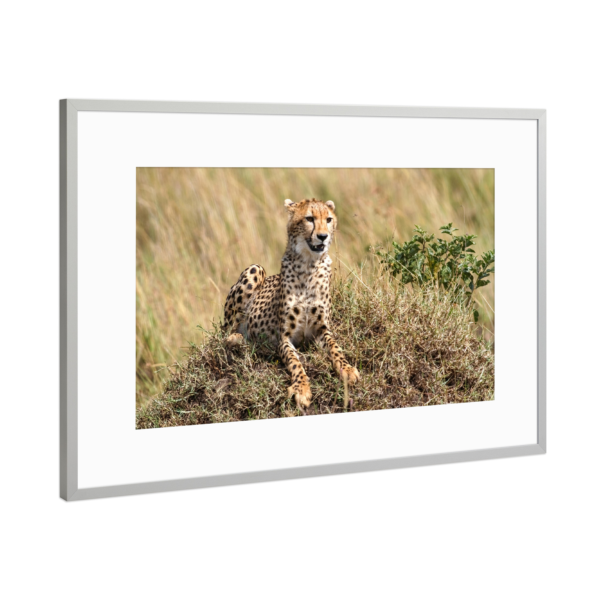 Poster mit Rahmen Silber "Geparden" artboxONE - Tiere,Reise / Afrika