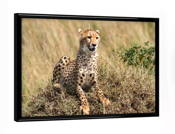 Poster mit schwarzem Rahmen "Geparden" artboxONE - Tiere,Reise / Afrika
