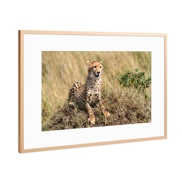 Poster mit Rahmen Kupfer "Geparden" artboxONE - Tiere,Reise / Afrika