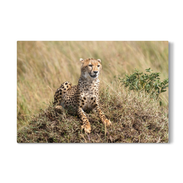 Galerie-Print "Geparden" 30x20 cm artboxONE