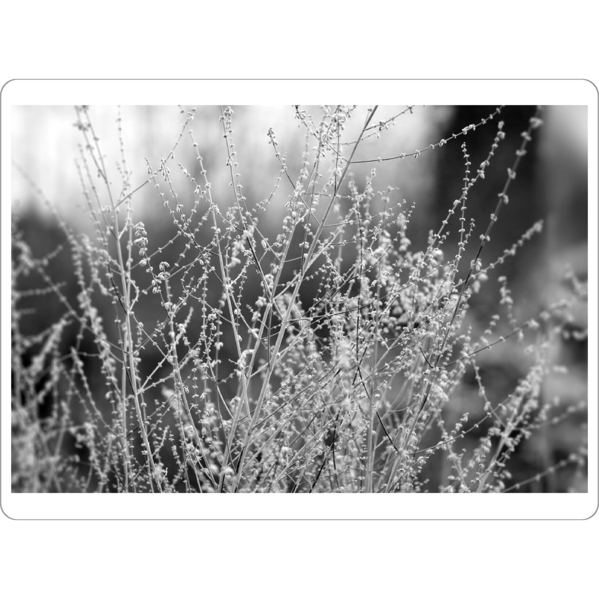 Tischset "Gräser minimalistische Natur" artboxONE - Natur,Floral,Abstrakt,Schwarzweiß
