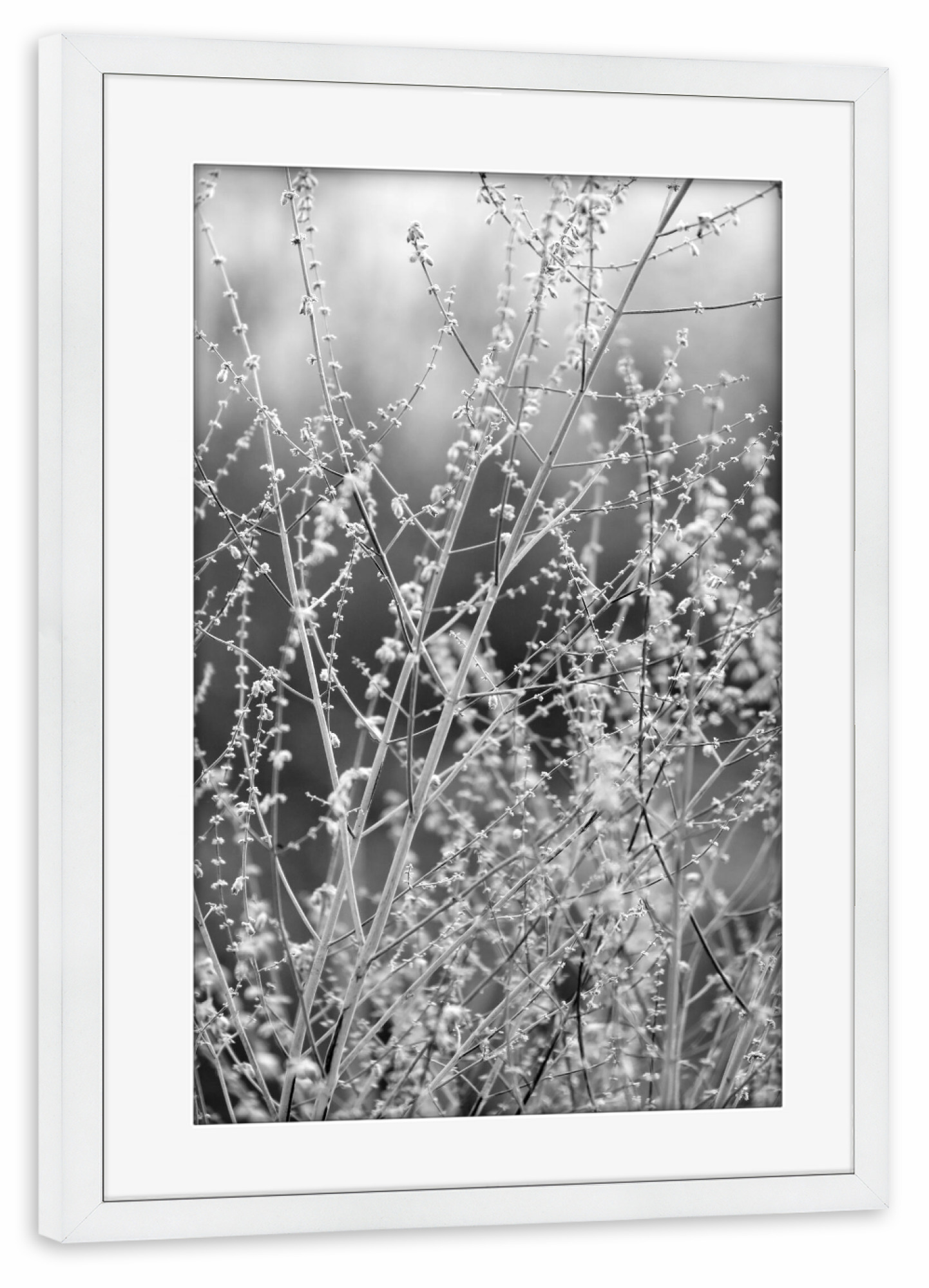 Poster mit Rahmen weiß "Gräser minimalistische Natur" artboxONE - Natur,Floral,Abstrakt,Schwarzweiß