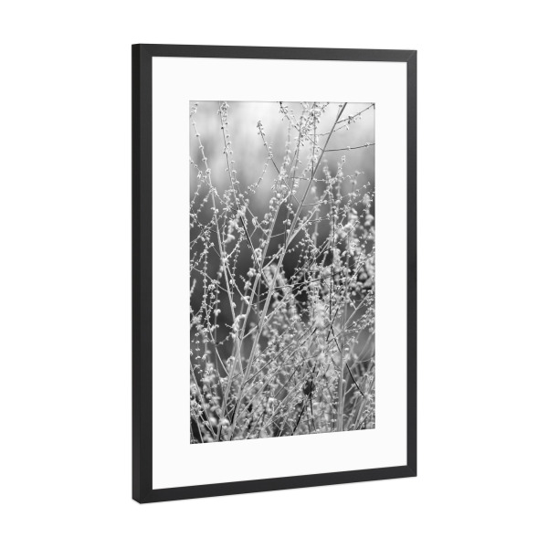 Poster mit Rahmen Schwarz (Metallic) "Gräser minimalistische Natur" artboxONE - Natur,Floral,Abstrakt,Schwarzweiß