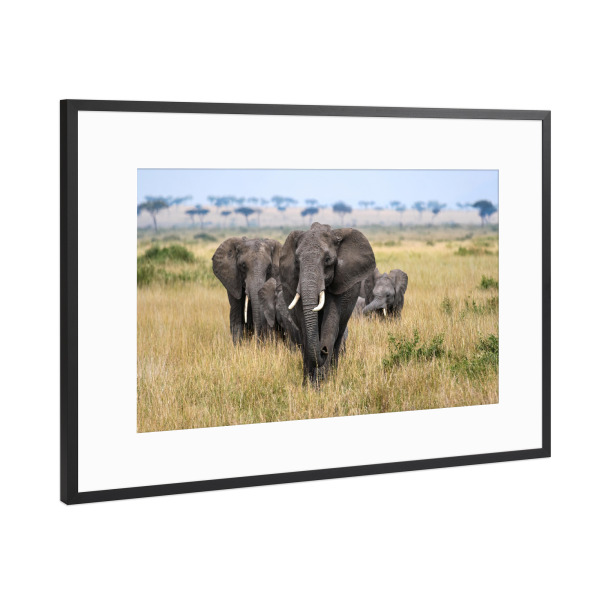 Poster mit Rahmen Schwarz (Metallic) "Elefanten in der Masai Mara" artboxONE - Natur,Reise,Tiere,Reise / Afrika