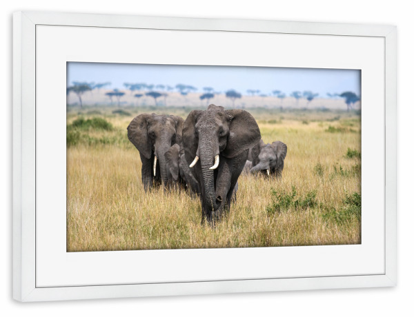 Poster mit Rahmen weiß "Elefanten in der Masai Mara" artboxONE - Natur,Reise,Tiere,Reise / Afrika