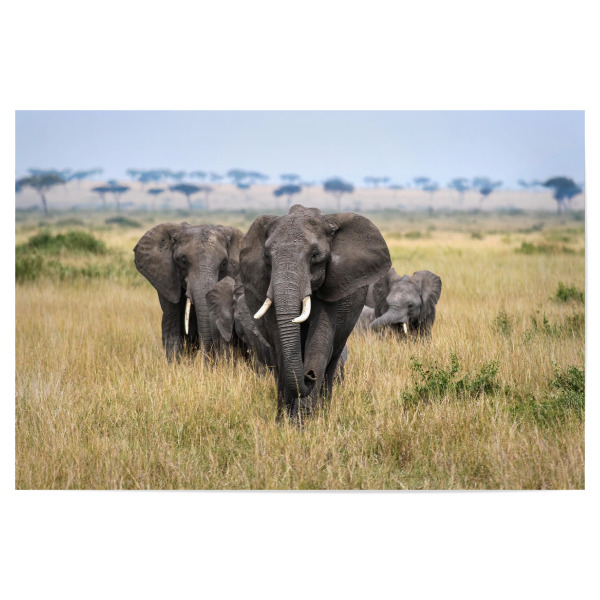 Poster 30x20 cm "Elefanten in der Masai Mara" artboxONE - Natur,Reise,Tiere,Reise / Afrika