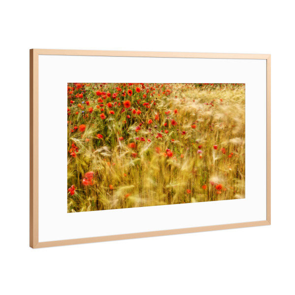 Poster mit Rahmen Kupfer "Sommerwind im Gerstenfeld" artboxONE - Natur