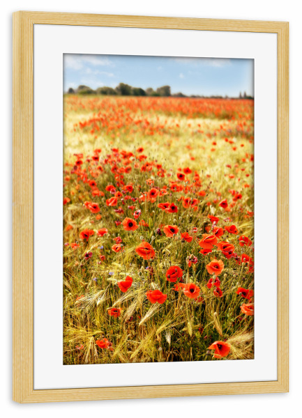 Poster mit Rahmen kiefer "Mohnblüten im Gerstenfeld" artboxONE - Natur,Floral