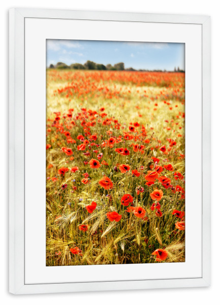 Poster mit Rahmen weiß "Mohnblüten im Gerstenfeld" artboxONE - Natur,Floral