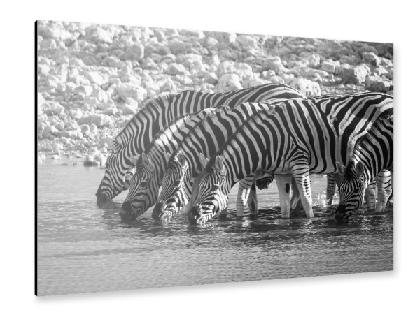 Alu-Dibond "Zebras in Schwarz Weiss" 30x20 cm artboxONE