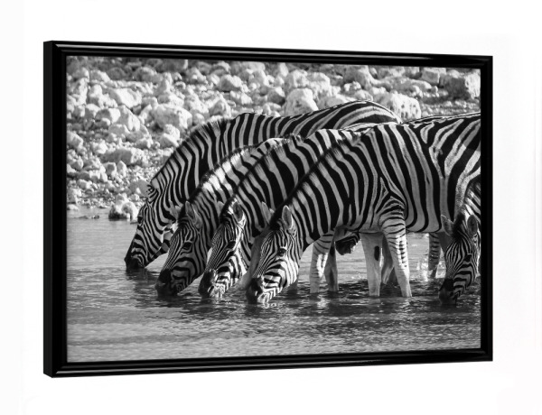 Poster mit schwarzem Rahmen "Zebras in Schwarz Weiss" artboxONE - Tiere,Reise / Afrika