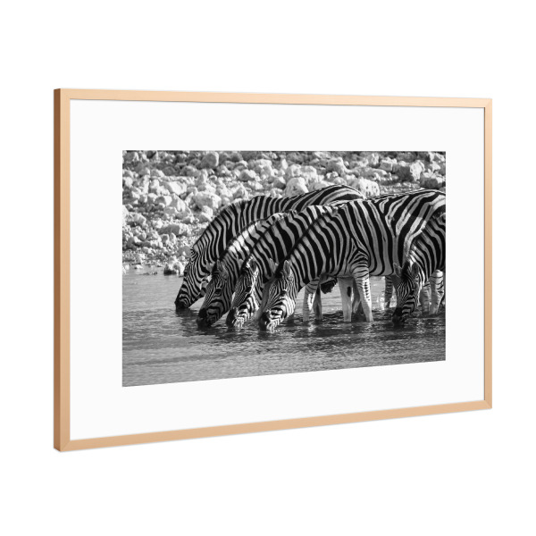 Poster mit Rahmen Kupfer "Zebras in Schwarz Weiss" artboxONE - Tiere,Reise / Afrika - Zebra,Afrika,Namibia,Wildlife,Wildtiere,Savanne,Safari,Südafrika