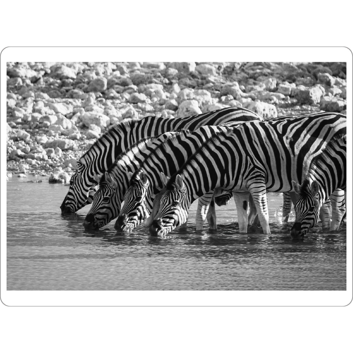 Tischset "Zebras in Schwarz Weiss" artboxONE - Tiere,Reise / Afrika - Zebra,Afrika,Namibia,Wildlife,Wildtiere,Savanne,Safari,Südafrika - Bild zebra