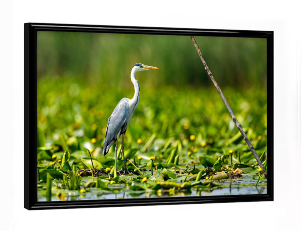 Poster mit schwarzem Rahmen "Graureiher im Donaudelta" artboxONE - Natur,Tiere - Reiher,Graureiher,Fischreiher,Wildlife,Vogel,Donaudelta,Sumpf