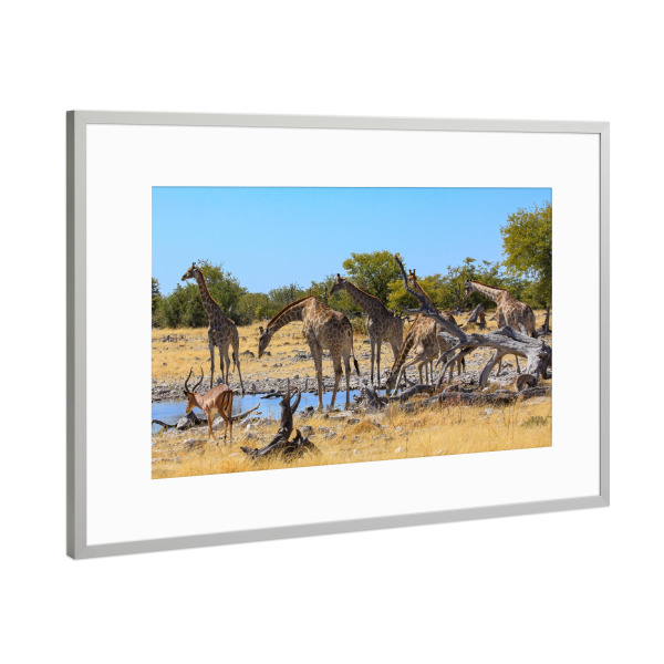 Poster mit Rahmen Silber "Giraffen am Wasserloch" artboxONE - Tiere,Reise / Afrika