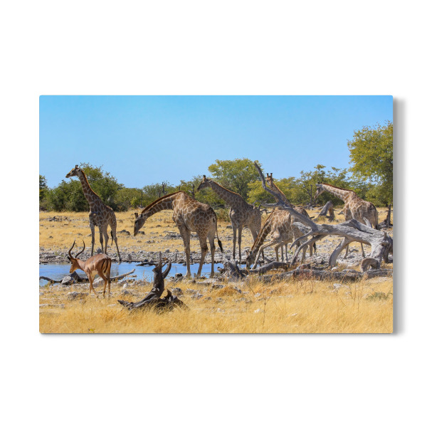 Galerie-Print "Giraffen am Wasserloch" 30x20 cm artboxONE